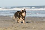 CHIEN FINNOIS DE LAPONIE 050